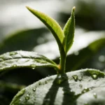 Longjing Green Tea Incense Sticks detail image